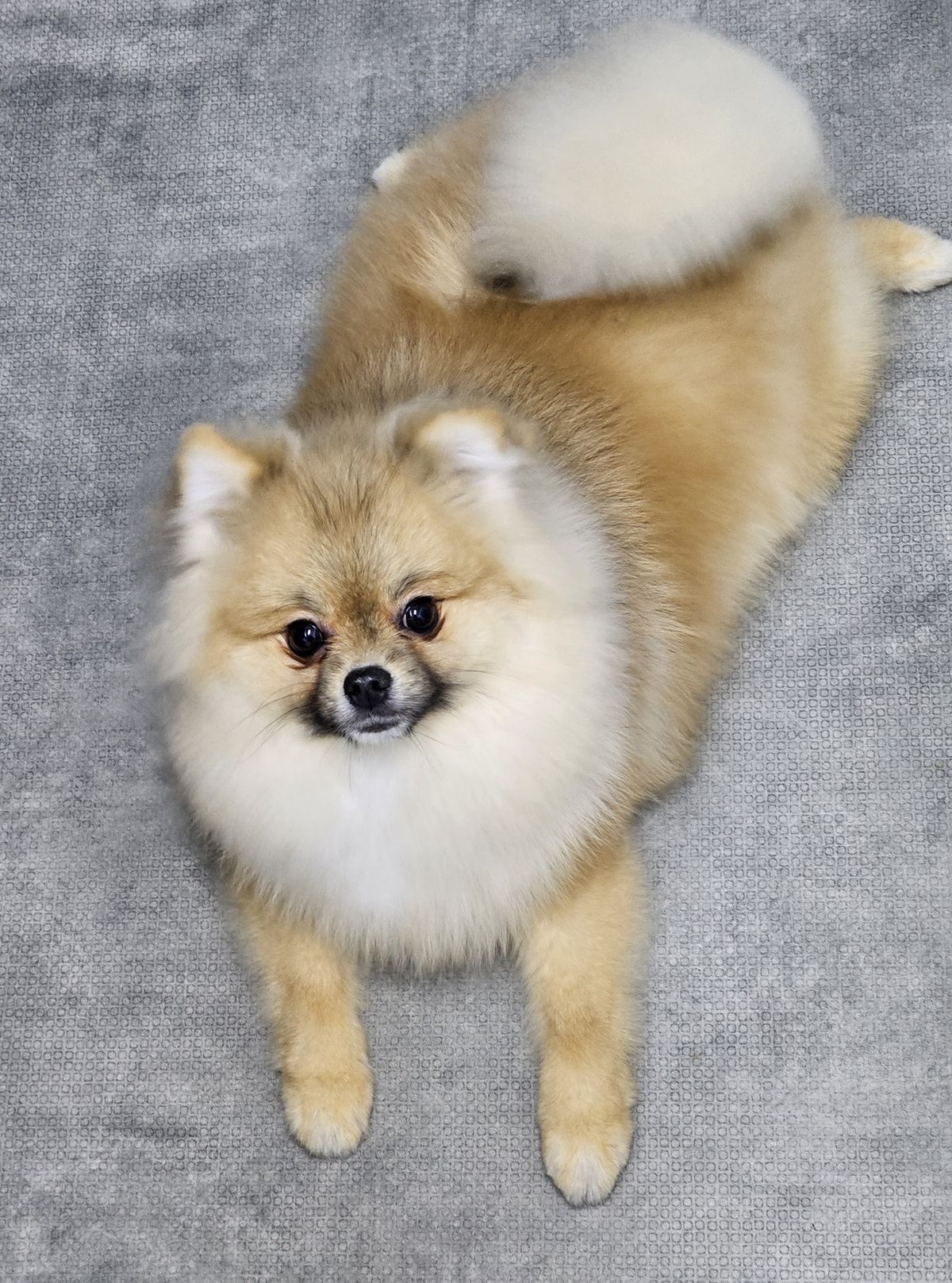 Pluizig oranje hondje van bovenaf gefotografeerd, net verzorgd