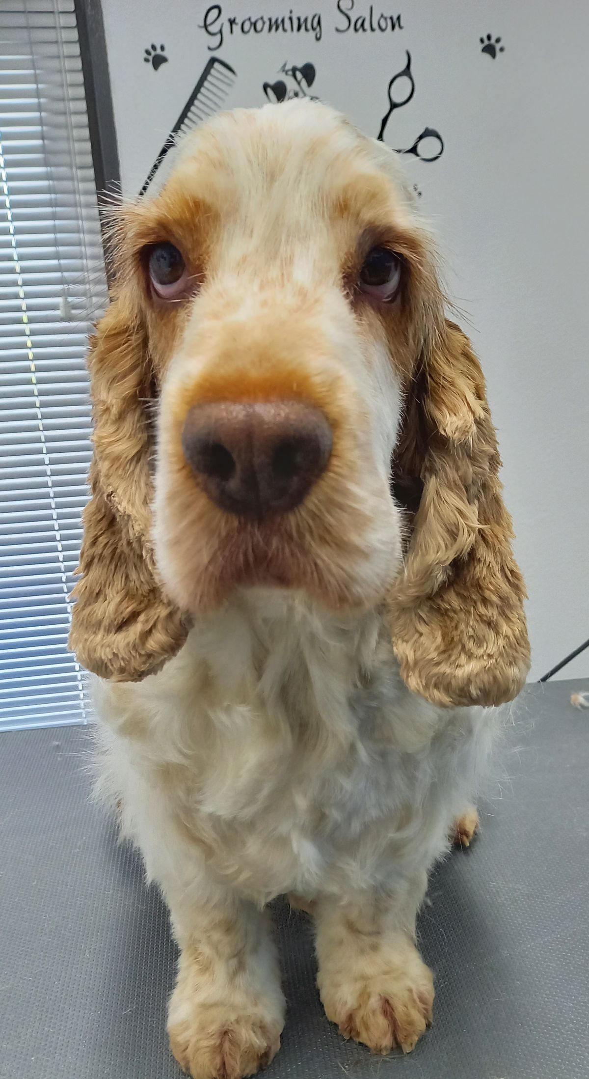 Cocker spaniel met een verzorgde vacht zit op de trimtafel, met een Grooming Salon-sticker op de muur erachter