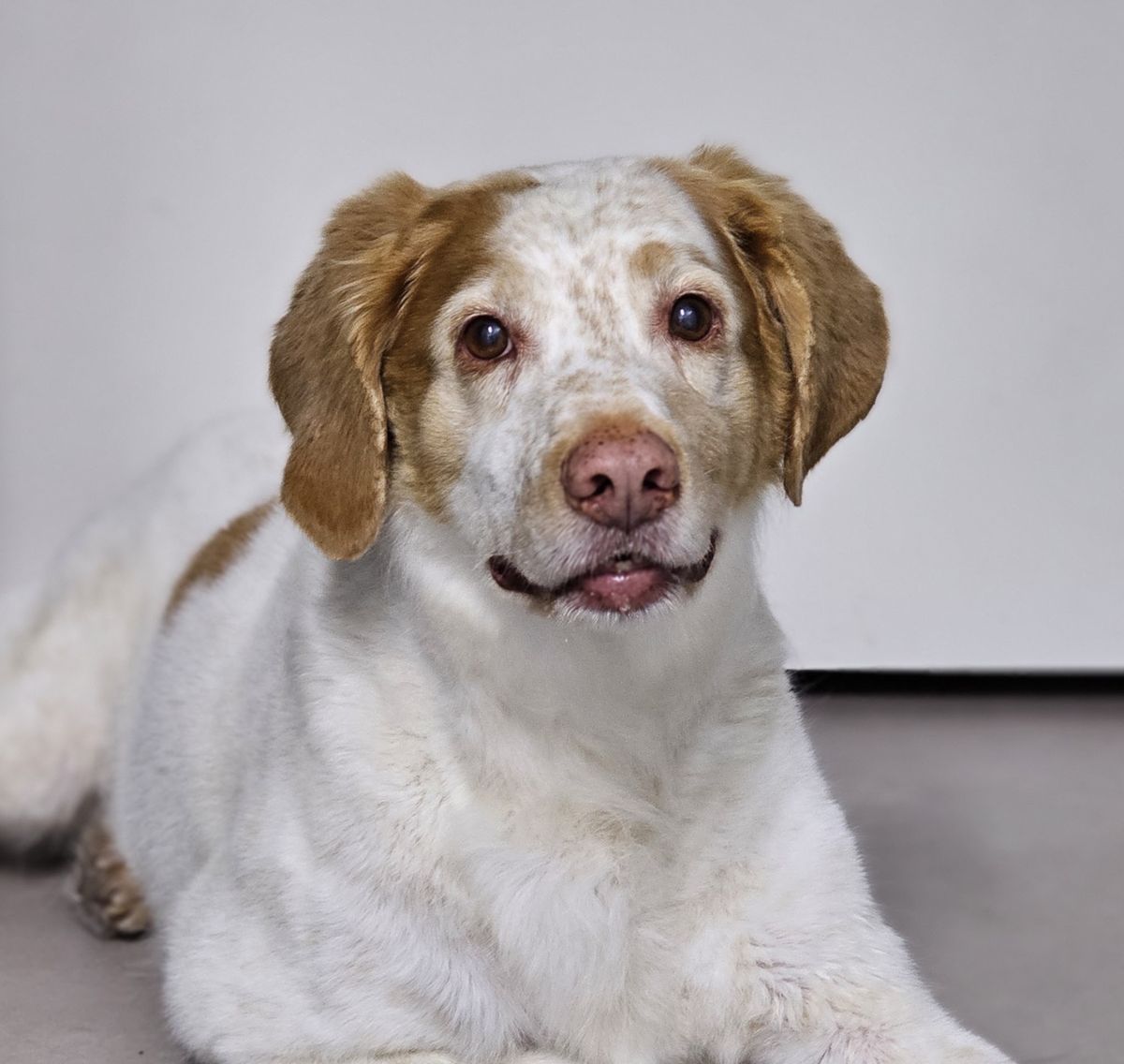 Wit met bruine hond ligt ontspannen in de salon en kijkt vrolijk in de camera