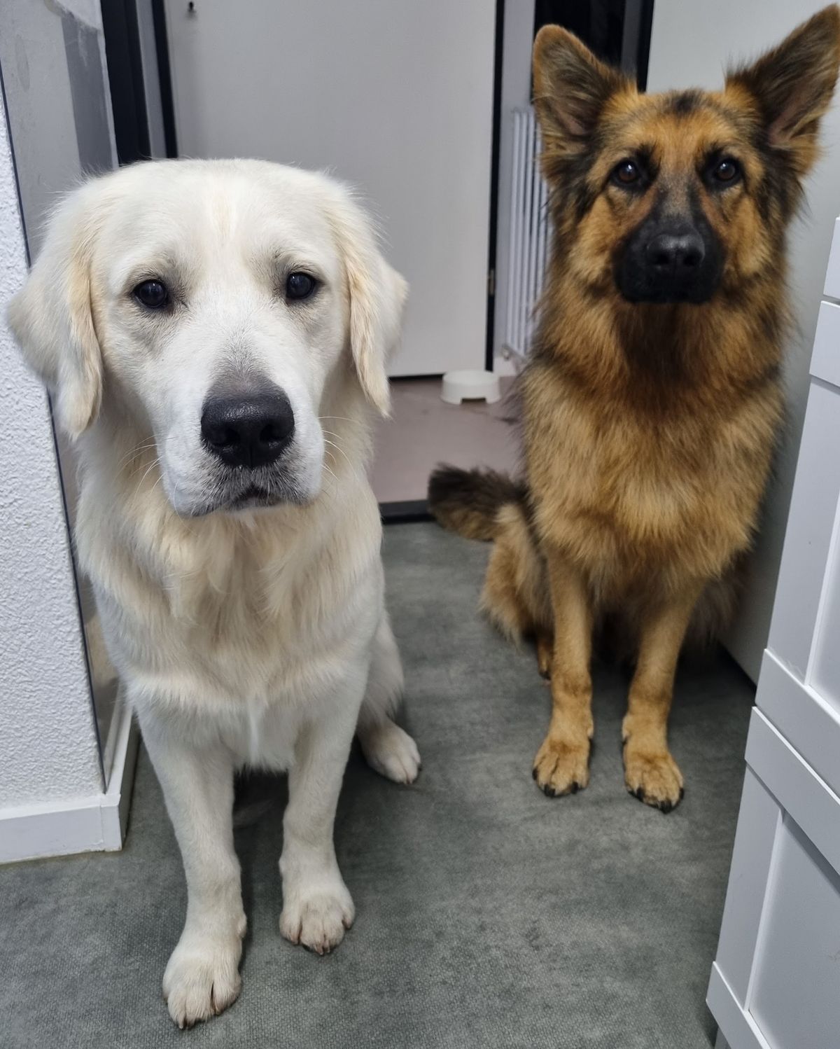 Witte golden retriever en een herdershond zitten naast elkaar in de salon